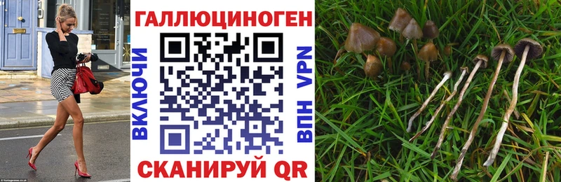 Псилоцибиновые грибы мицелий как найти закладки Судогда
